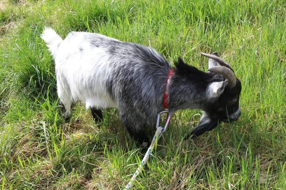 Du Bois De Vache